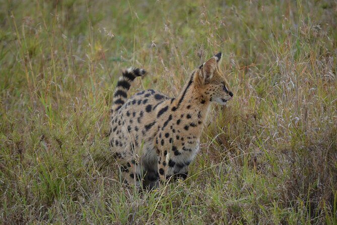 4 Days Tanzania Lodge Safari With Two Nights at Serengeti - Day 3 Full-Day Serengeti at Sunrise: Big Cats, Big Birds, All Day