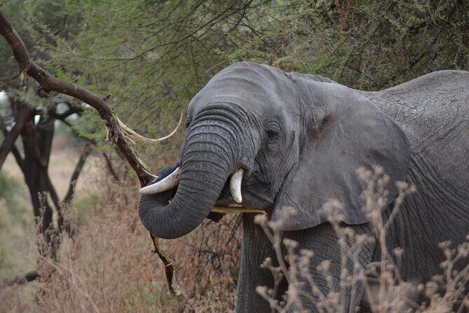 4 Days Tanzania Lodge Safari With Two Nights at Serengeti - Day 4 Ngorongoro Crater: The 600-Meter Drop and the Classic Wildlife Stop