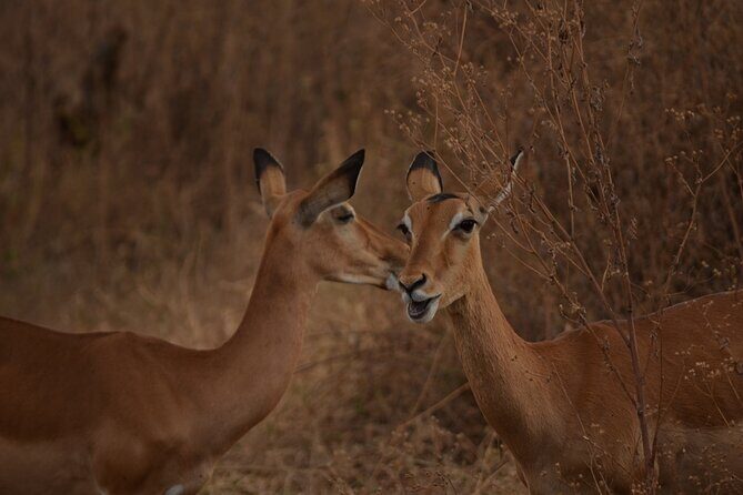 4 Days Tanzania Lodge Safari With Two Nights at Serengeti - Lodges, Meals, and Time on the Road: How Comfort Fits In