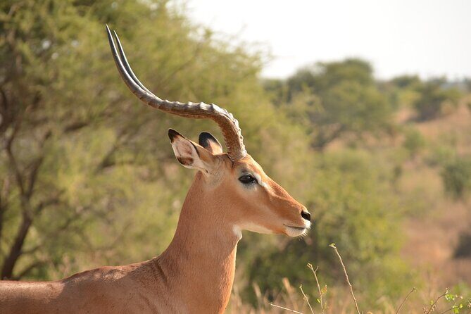 4 Days Tanzania Lodge Safari With Two Nights at Serengeti - Price and Value Check: What $2,180 Covers