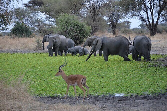 4 Days Tanzania Lodge Safari With Two Nights at Serengeti - The Guide Factor: Michael, Asaad, Daudi, and German