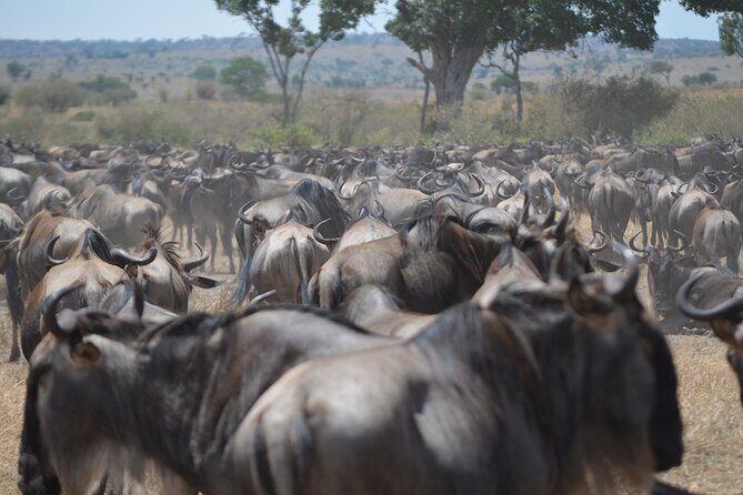 4 Days Tanzania Lodge Safari With Two Nights at Serengeti - Day 1 Tarangire National Park: Baobabs, Swamps, and Elephant Herd Energy