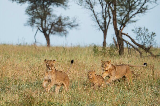 4 Days Tarangire, Serengeti and Ngorongoro Mid-Range Group Safari - Key things that make this 4-day safari work