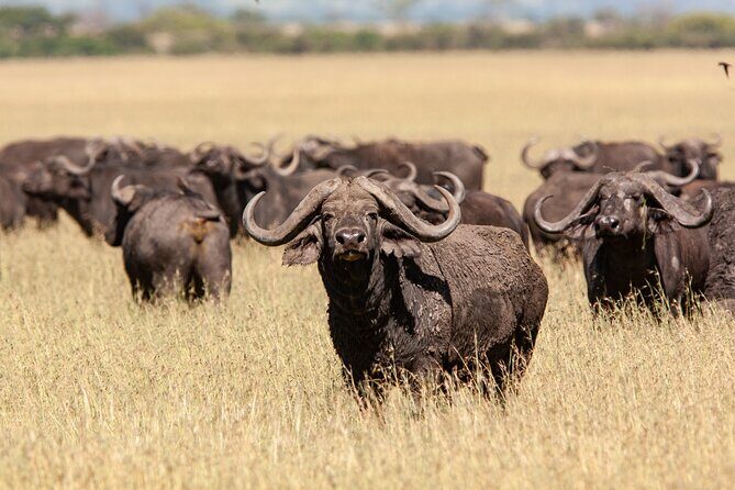 4 Days Tarangire, Serengeti and Ngorongoro Mid-Range Group Safari - Tarangire to Serengeti to Ngorongoro: the smart 4-day route