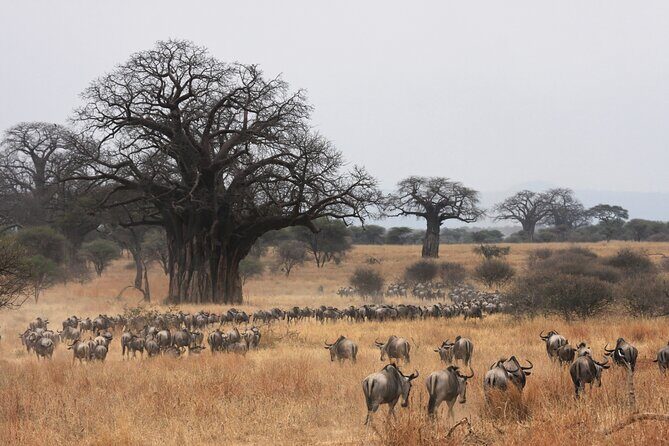 4 Days Tarangire, Serengeti and Ngorongoro Mid-Range Group Safari - Day 2 and 3 in Serengeti: why the morning drive matters