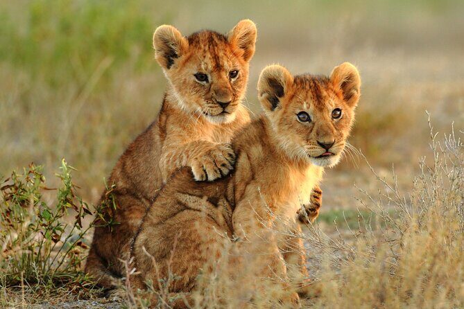 4 Days Tarangire, Serengeti and Ngorongoro Mid-Range Group Safari - Ngorongoro Crater day 4: sunrise viewing and the Big Five in one bowl