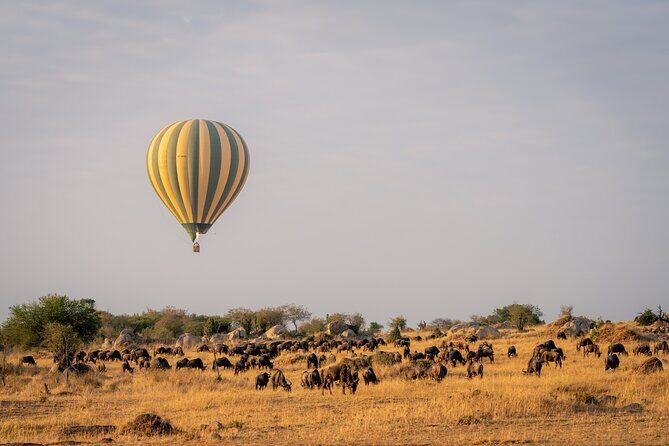 4 Days Tarangire, Serengeti and Ngorongoro Mid-Range Group Safari - Guides and sightings: why names like Felix, Rocky, Damien, and Frederick show up