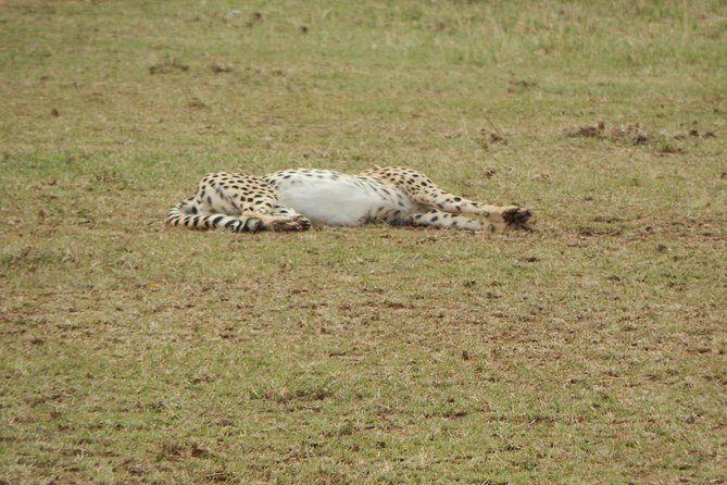 4 days Tarangire, Serengeti & Ngorongoro - Ngorongoro Conservation Area and the crater-rim pivot to Simba Campsite