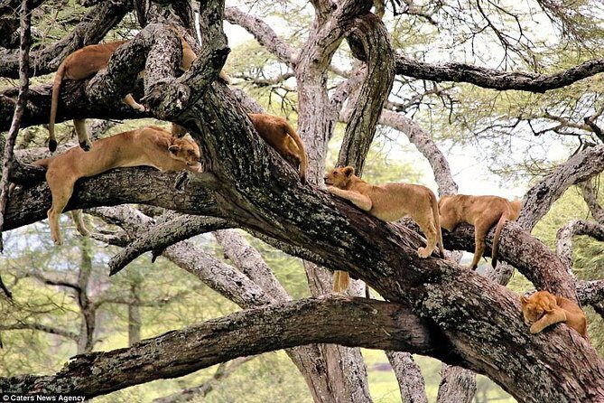 4 Days Tarangire Serengeti Ngorongoro Crater - Day 3: early Serengeti game viewing, then the road to Ngorongoro