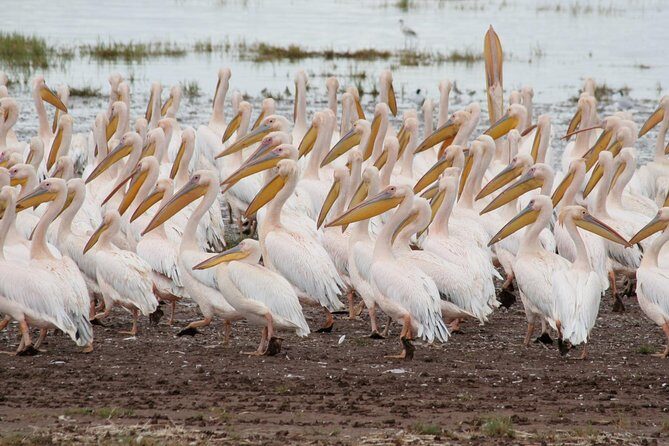 4 Days Tarangire Serengeti Ngorongoro Crater - Timing, cold mornings, and long-drive reality checks