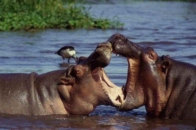 4 Days Tarangire Serengeti Ngorongoro Crater - What you’ll actually see (and how to improve your odds)