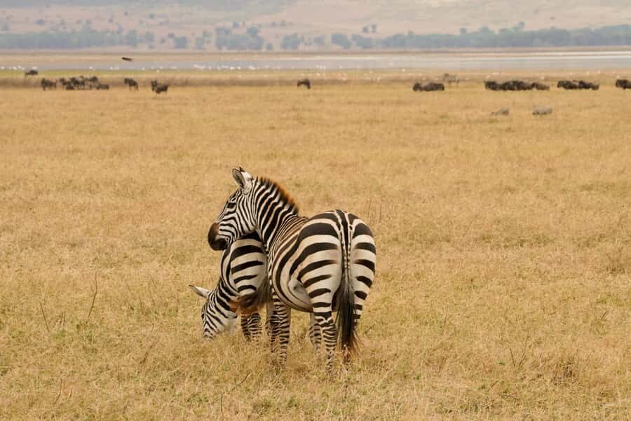 4 Days Tarangire, Serengeti, Ngorongoro Group Camping Safari - Quick Take: What Makes This Camping Safari Feel Worth It