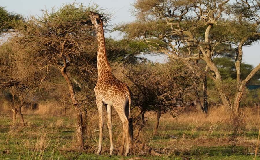 4 Days Tarangire, Serengeti, Ngorongoro Group Camping Safari - Tarangire National Park: Elephant Herds and Baobab Perches