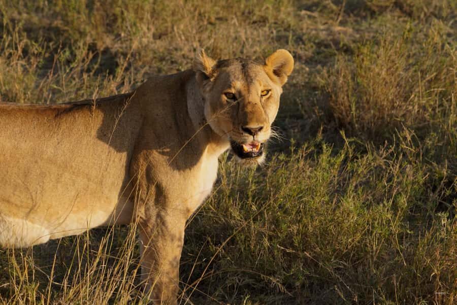 4 Days Tarangire, Serengeti, Ngorongoro Group Camping Safari - Ngorongoro Crater: UNESCO Wildlife Viewing From a Volcanic Caldera