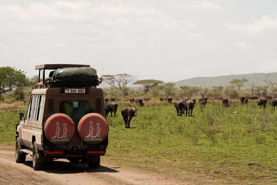 4 Days Tarangire, Serengeti, Ngorongoro Group Camping Safari - Serengeti National Park: Big Plains, Predators, and the Migration Promise