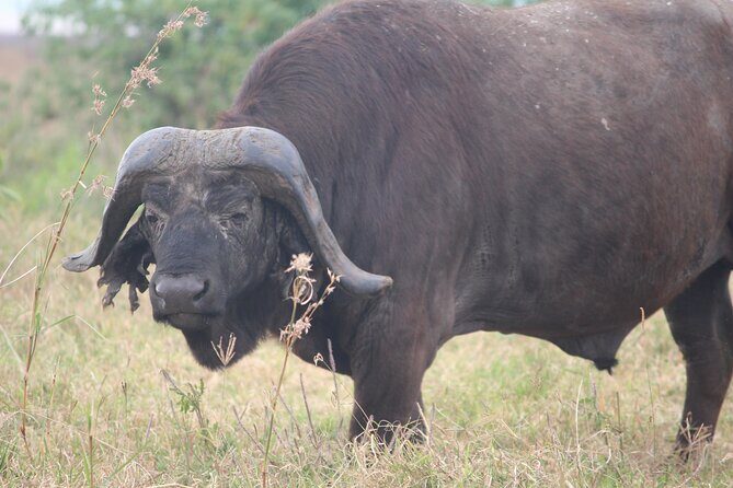 5-Day Highlights mid-Range Crater, Serengeti, Tarangire - Serengeti morning drive at 6:30: migration numbers and predator odds