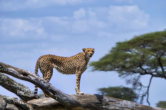 5-Day Highlights mid-Range Crater, Serengeti, Tarangire - Lake Manyara: flamingos, tree-dwellers, and the ride back to Arusha