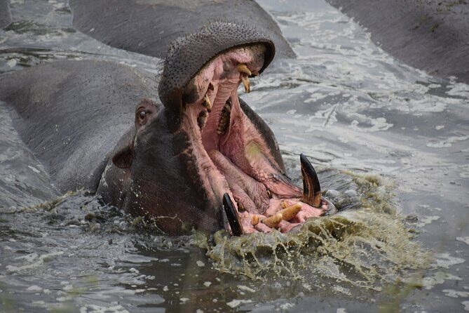 5-Day Highlights mid-Range Crater, Serengeti, Tarangire - Lodges, camps, and the comfort that keeps you looking outward