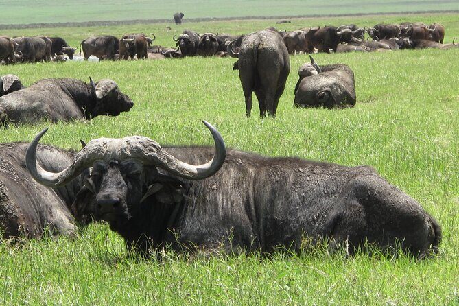 5-Day Lake Manyara, Serengeti, Ngorongoro Crater and Tarangire - Four parks in five days: what this safari really offers