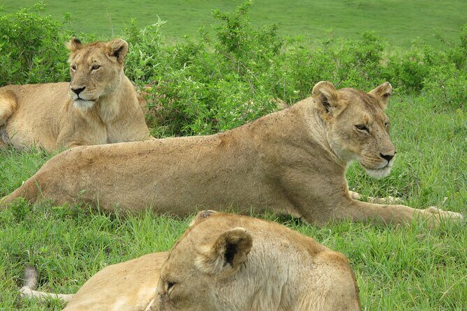 5-Day Lake Manyara, Serengeti, Ngorongoro Crater and Tarangire - Serengeti in the Seronera area: why the river matters
