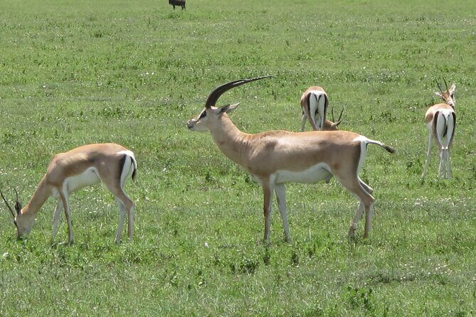 5-Day Lake Manyara, Serengeti, Ngorongoro Crater and Tarangire - What to pack (and what to expect) for a safari built on long days