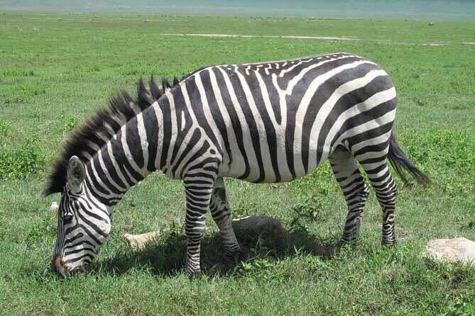 5-Day Lake Manyara, Serengeti, Ngorongoro Crater and Tarangire - Day 1 at Lake Manyara: forest edges and the tree-climbing lion lottery