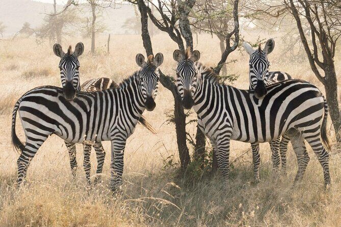 5-Day Majestic Tanzania Safari - High End All Inclusive - Quick hits you’ll feel fast
