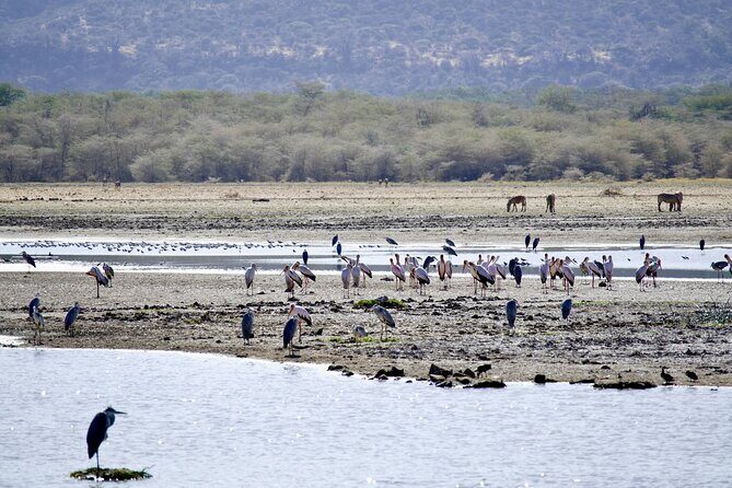 5-Day Majestic Tanzania Safari - High End All Inclusive - Why this 5-day route works: Manyara to Serengeti to Ngorongoro