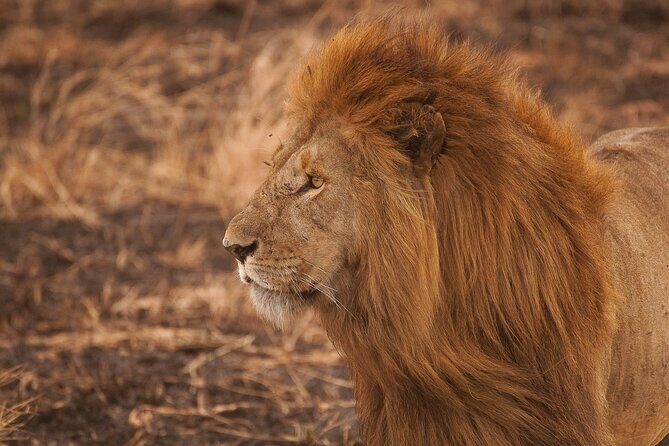 5-Day Majestic Tanzania Safari - High End All Inclusive - Day 5 inside Ngorongoro Crater: Lake Magadi and a full day of game drives