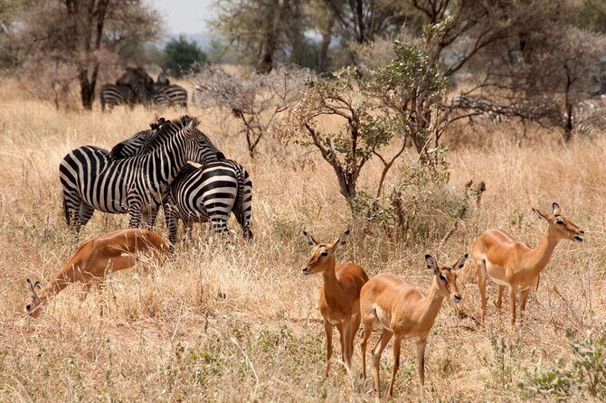 5-Day Mid-Range Safari in Tanzania - Price and value: what $2,271.80 buys in a mid-range safari setup