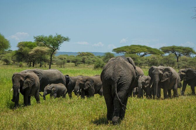 5-Day Mid-Range Safari in Tanzania - Private guides and real responsiveness: where this operator seems to score