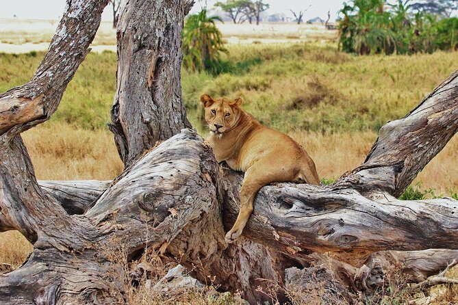 5 Day Mid range Tanzania Safari - Day 3: A Full Day in Serengeti for Better Chance at the Elusive Ones