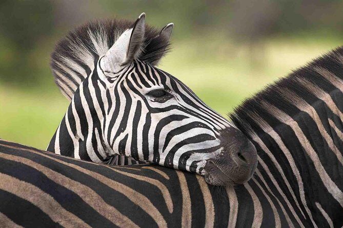 5 Day Mid range Tanzania Safari - Day 4: Olduvai Gorge and the Move Toward Ngorongoro’s Closed Ecosystem