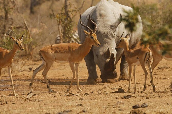 5 Day Mid range Tanzania Safari - Day 5: Descend 600 Meters Into Ngorongoro Crater and Hunt for Predators