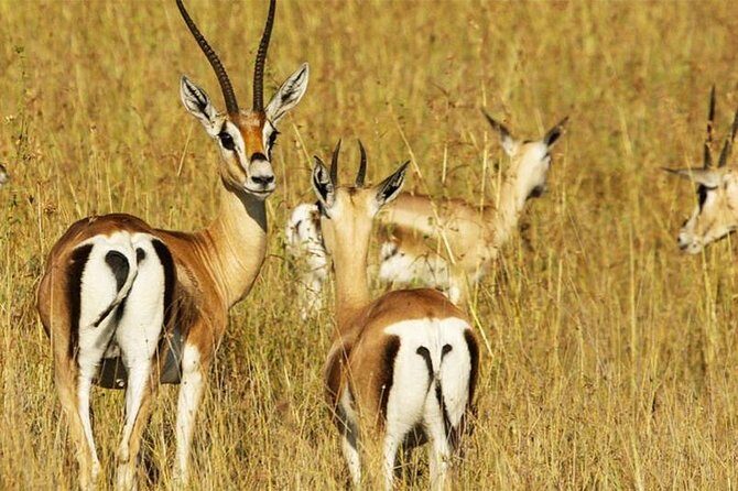 5 Day Mid range Tanzania Safari - Lodges and Camps: Eileen’s Tree Lodge and Domel Wildness Tented