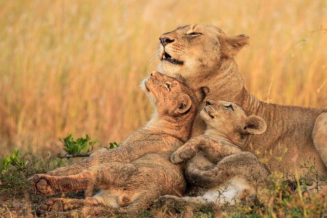 5 Day Mid range Tanzania Safari - Price and Value: What $2,600 Really Covers on This 5-Day Circuit