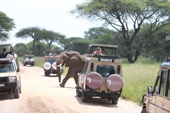 5 Day Mid range Tanzania Safari - Day 2 to Serengeti: From Karatu Farmland Down to the Seronera Plains