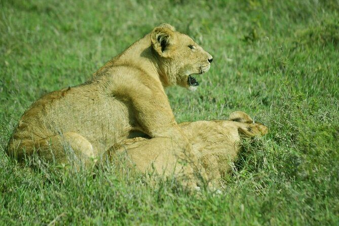 5-Day Ngorongoro Crater and Lake Manyara Safari from Arusha - Day 1: Tarangire National Park and a Picnic-Style Start