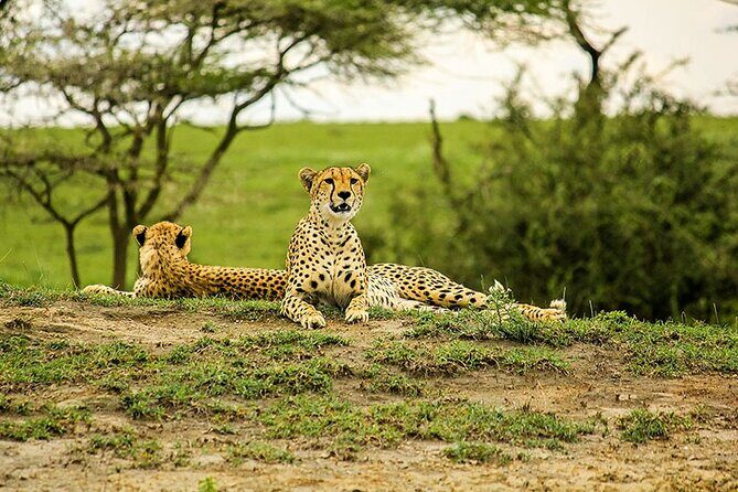 5-Day Ngorongoro Crater and Lake Manyara Safari from Arusha - Day 2: Serengeti Late Afternoon and the Naabi Hills Gate Moment