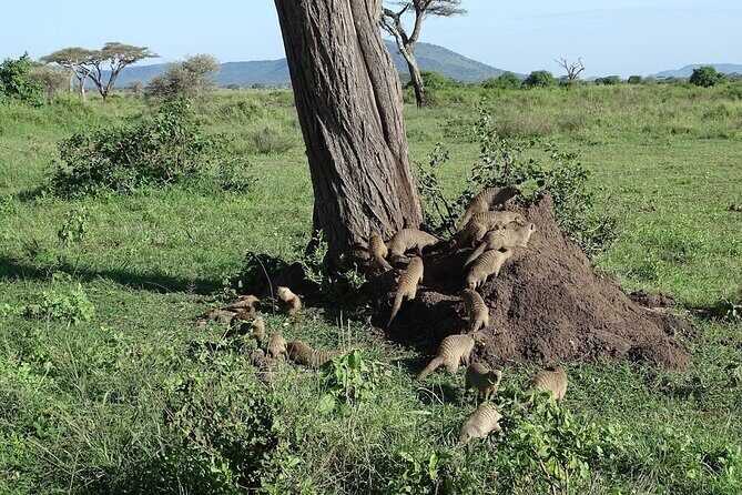 5-Day Ngorongoro Crater and Lake Manyara Safari from Arusha - Day 3: Sunrise Predator Hunting, Then Back Toward Ngorongoro Simba Camp