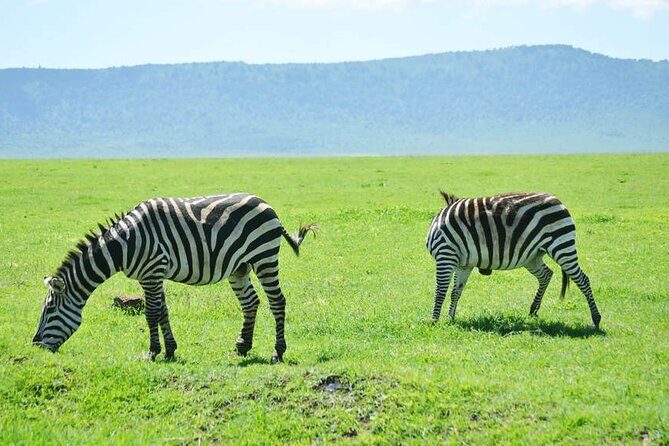 5-Day Ngorongoro Crater and Lake Manyara Safari from Arusha - Day 4: Descent to Ngorongoro for a Full 6-Hour Game Drive