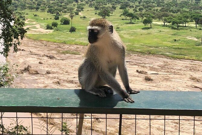 5-Day Ngorongoro Crater and Lake Manyara Safari from Arusha - Day 5: Lake Manyara Half-Day and Flamingoes on the Alkaline Lake