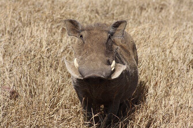 5-Day private Camping Safari Tour in Tanzania - Why a private 4x4 camping safari works so well in Tanzania