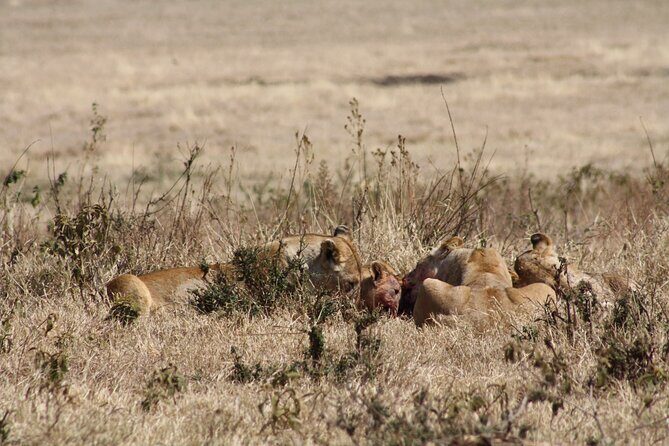 5-Day private Camping Safari Tour in Tanzania - Tarangire National Park: baobabs, elephant density, and a great first day