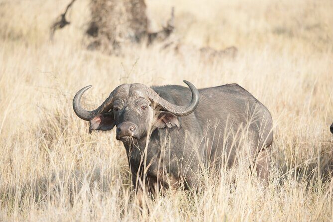 5-Day private Camping Safari Tour in Tanzania - Ngorongoro Crater and Lake Magadi: 600 meters down for dense wildlife