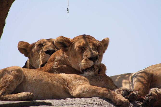 5-Day private Camping Safari Tour in Tanzania - What camping comforts look like on this safari (and what to pack)