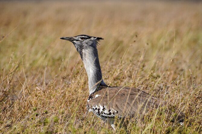 5-Day Private midrange Tour in Arusha with Airport Pickup - Key highlights that make this safari feel worth it
