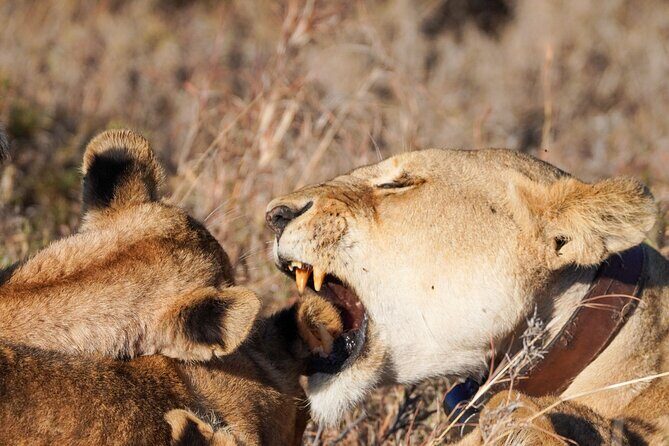 5-Day Private midrange Tour in Arusha with Airport Pickup - Why this 5-day Arusha route stays practical (not just scenic)