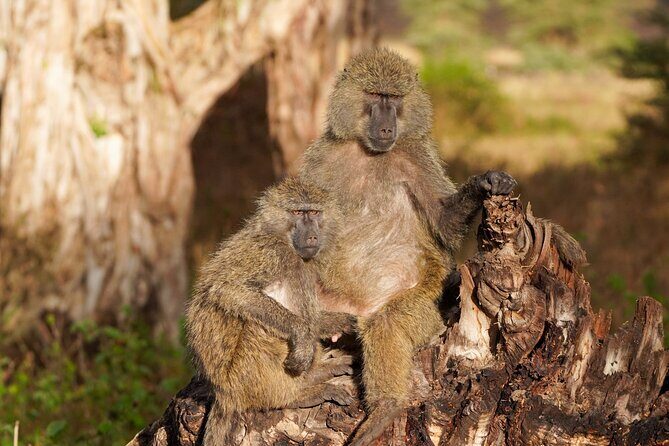 5-Day Private midrange Tour in Arusha with Airport Pickup - Serengeti’s Seronera area: how a river makes wildlife show up