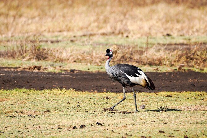 5-Day Private midrange Tour in Arusha with Airport Pickup - Serengeti early drive then Ngorongoro by dinner: two different “animal games”